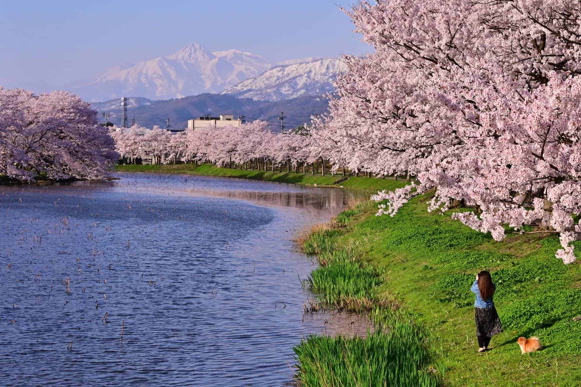Joetsu takeda park cherry blossoms