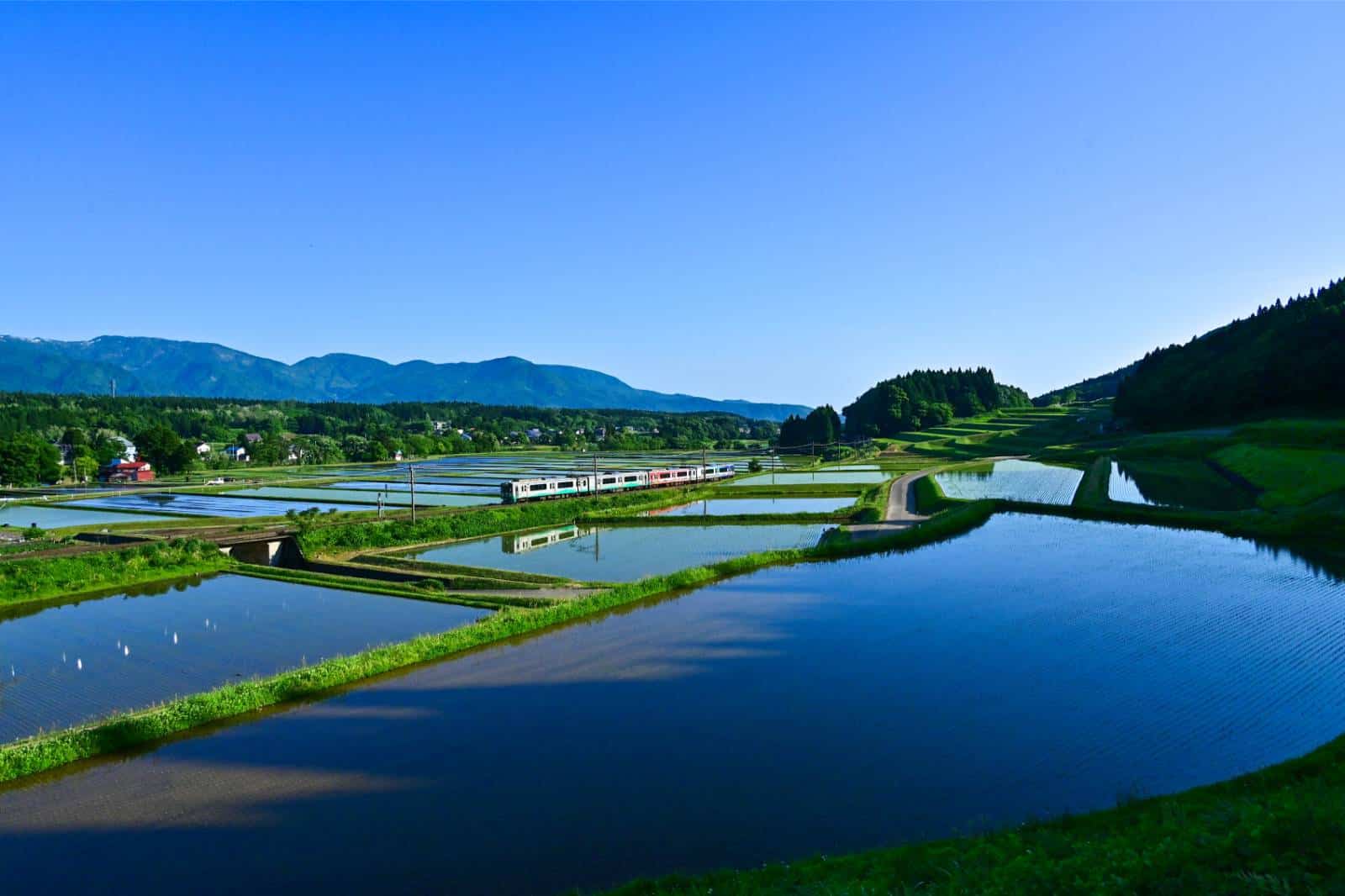 Train passing by rice fields